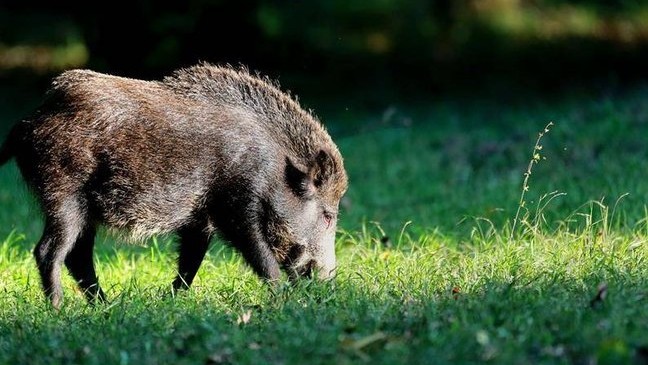 1,2 milijuna kuna za potpore i unapređenje lovstva