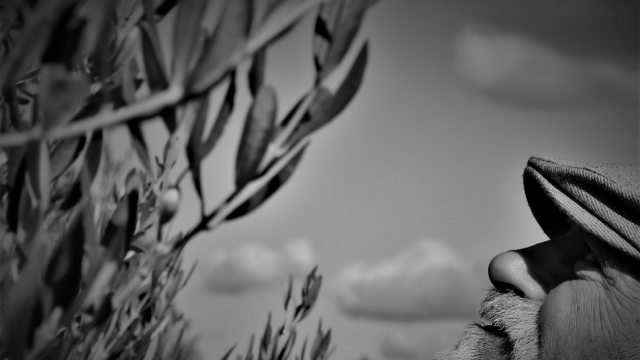 Bore kao nepresušna inspiracija
