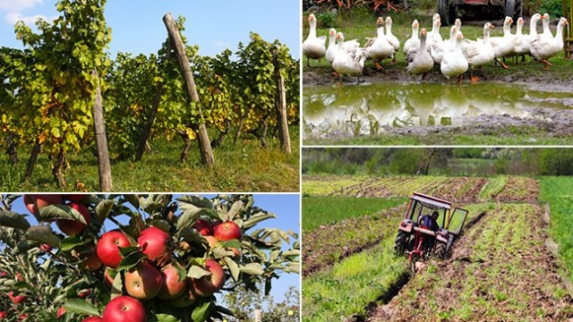 6 milijuna kuna za potpore male vrijednosti u poljoprivredi, ruralnom razvoju i šumarstvu