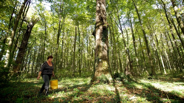 Najmoderniji centar za preradu hrasta lužnjaka u Vukovarsko-srijemskoj županiji