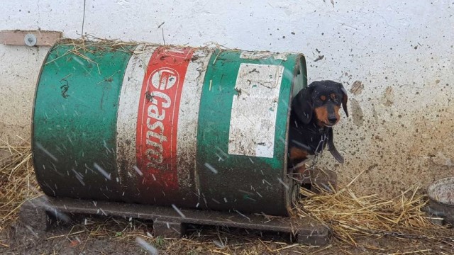 Nakon potresa: Besplatno mikročipiranje, cijepljenje i kastracija - Uz besplatno mikročipiranje